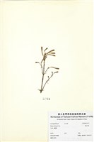 藏品(蠅子草)的圖片